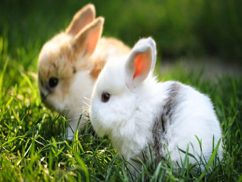 Chiêm bao thấy thỏ có điềm báo gì?