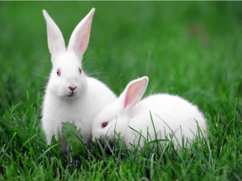 Mộng thấy thỏ đang gặm cỏ